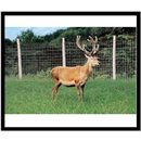 Deer & Wildlife Fence